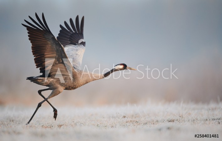 Picture of Common crane Grus grus